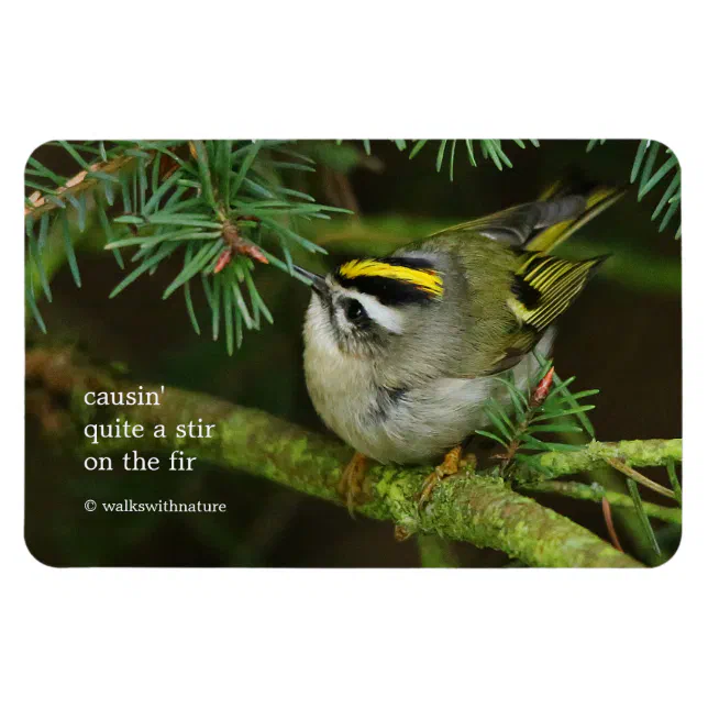 Cute Kinglet Songbird Causes Stir in the Fir Magnet