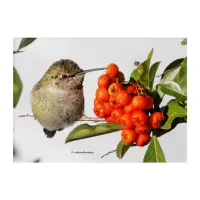 Adorable Anna's Hummingbird on Berry Bush Acrylic Print