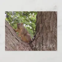 Just Saying Hi, Cute Squirrel in Tree Postcard