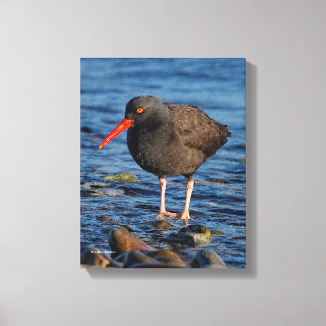 Profile of a Black Oystercatcher Canvas Print