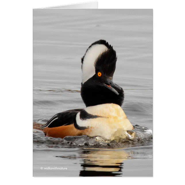 A Surprised Hooded Merganser