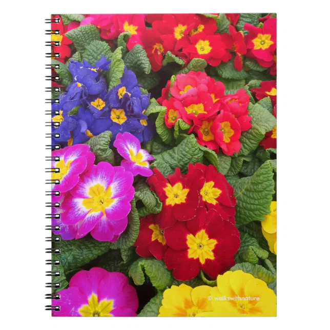 Colorful Springtime Medley of Primulas Notebook