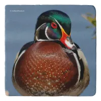 A Beautiful and Pensive Wood Duck in the Sun Trivet