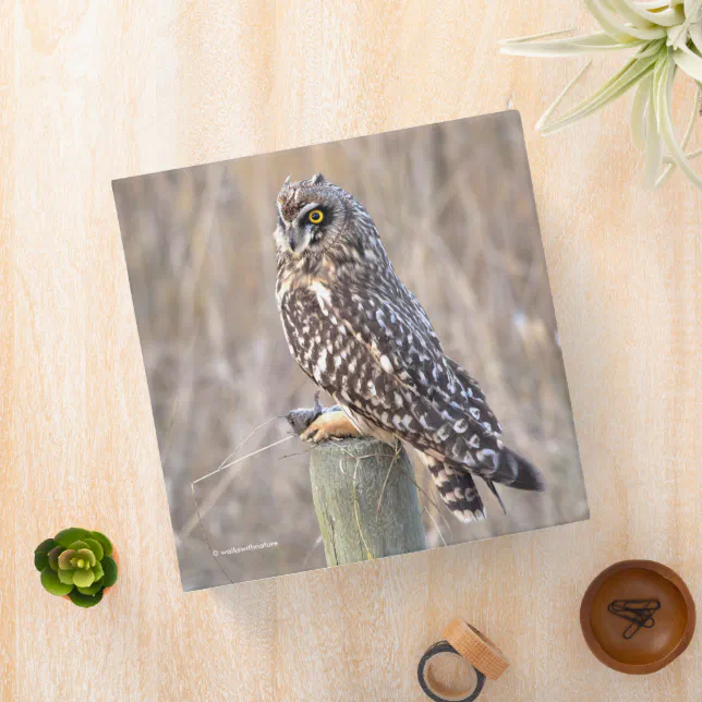 Short-Eared Owl with Vole Binder