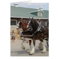 Bay Draft Horses at a State Fair