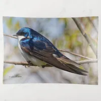 Stunning Tree Swallow Songbird on a Branch Trinket Tray