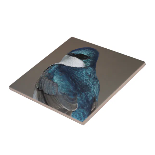 Stunning Tree Swallow Glances at Photographer Ceramic Tile