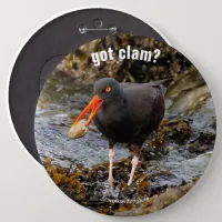 Stunning Black Oystercatcher with Clam Pinback Button