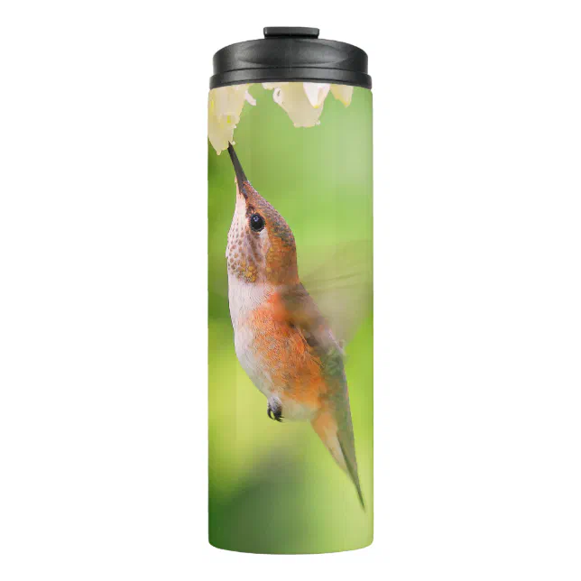 Rufous Hummingbird Sips Blueberry Blossom Nectar Thermal Tumbler