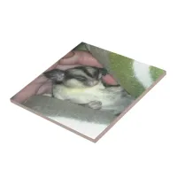 Sugar Glider Sleeping in Blanket Tile