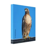 Magnificent Red-Tailed Hawk in the Sun Canvas Print