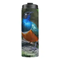 A Stunning African Superb Starling Songbird Thermal Tumbler