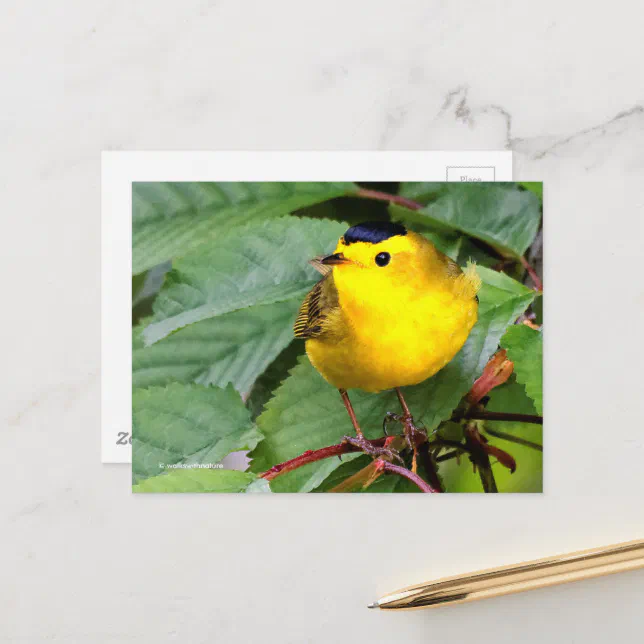 Beautiful Wilson's Warbler Songbird in Cherry Tree Postcard