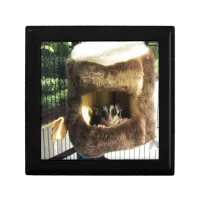 Sugar Glider in Furry Tree Truck Hanging Bed Gift Box