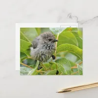 Cute Wet Wee Baby Bushtit Songbird on Laurel Postcard