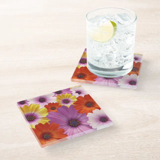 Colorful Medley of African Daisies Flowers Glass Coaster