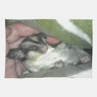 Sugar Glider Sleeping in Blanket Towel