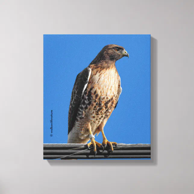 Magnificent Red-Tailed Hawk in the Sun Canvas Print