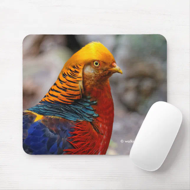 Stunning Colorful Red Golden Pheasant Gamebird Mouse Pad