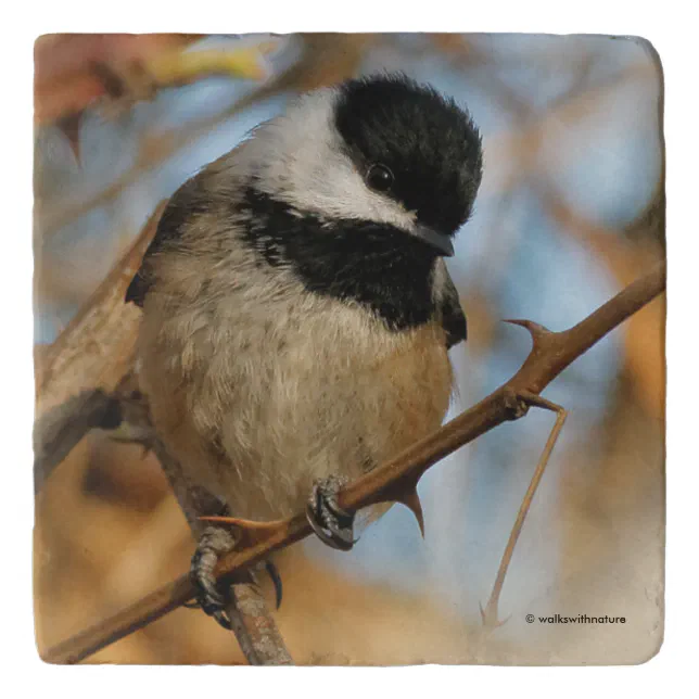 Cute Hopeful Black-Capped Chickadee Songbird Trivet