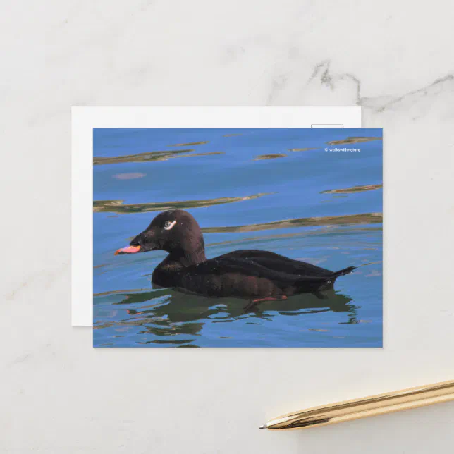 Stunning White-Winged Scoter Duck at Pier's Edge Postcard