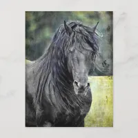 Friesian Stallion Postcard