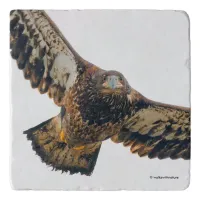 Stunning Bald Eagle Does a Flyover Trivet