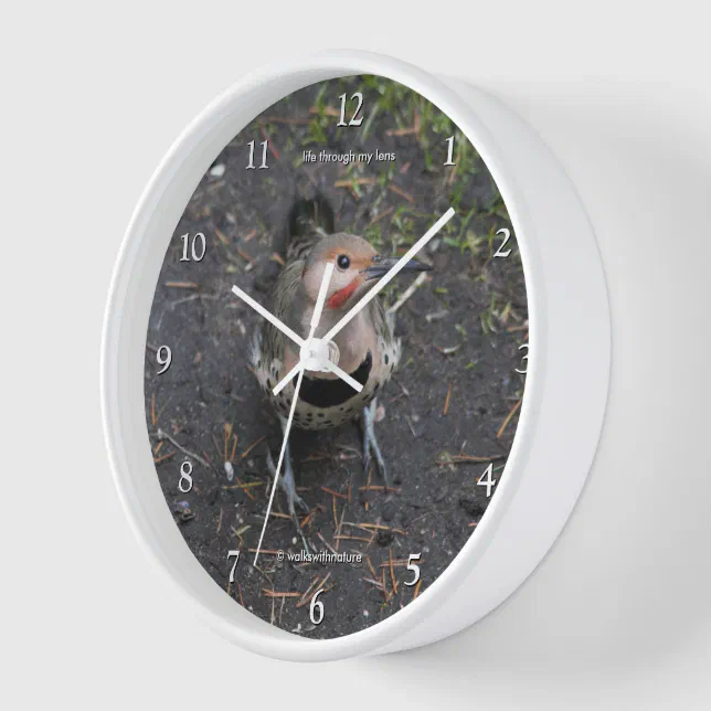 Bird's Eye View of Northern Flicker Woodpecker Clock