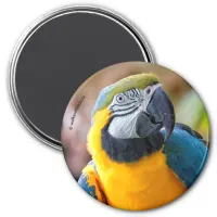 Beautiful Blue and Gold Macaw Magnet