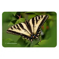 Beautiful Western Tiger Swallowtail Butterfly Magnet