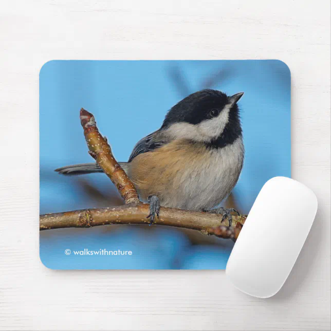 Cute Black-Capped Chickadee on Pear Tree Mouse Pad