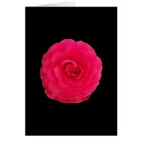 Bright Pink Camellia