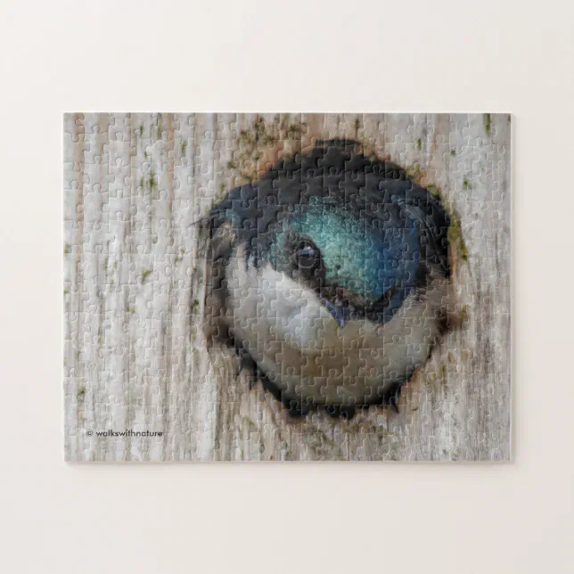 Stunning Tree Swallow in a Nestbox Jigsaw Puzzle