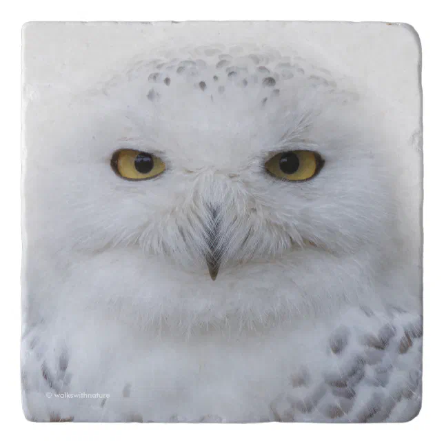 Beautiful, Dreamy and Serene Snowy Owl Trivet