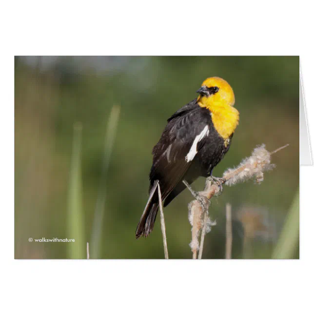 Striking Yellow-Headed Blackbird in the Marsh