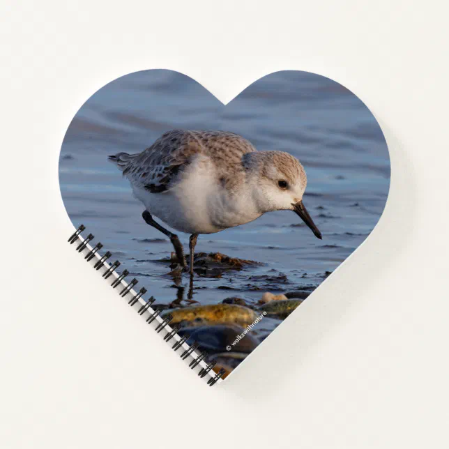 A Strolling Sanderling Notebook