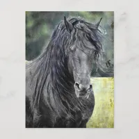 Friesian Stallion Postcard