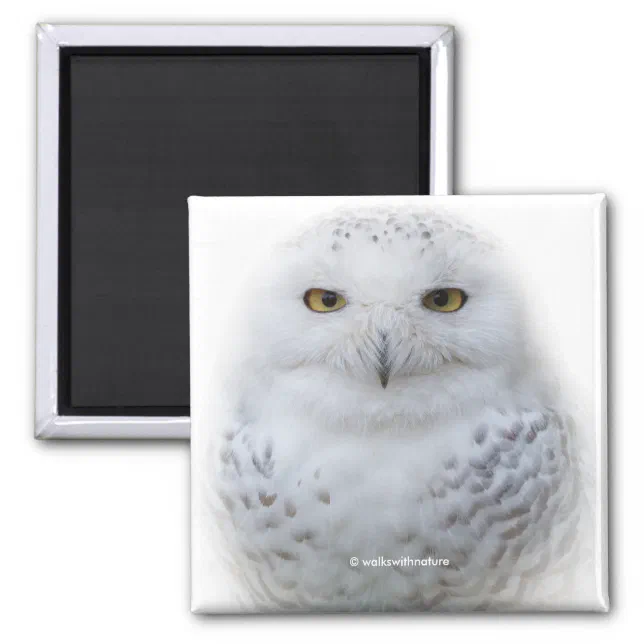 Beautiful, Dreamy and Serene Snowy Owl Magnet