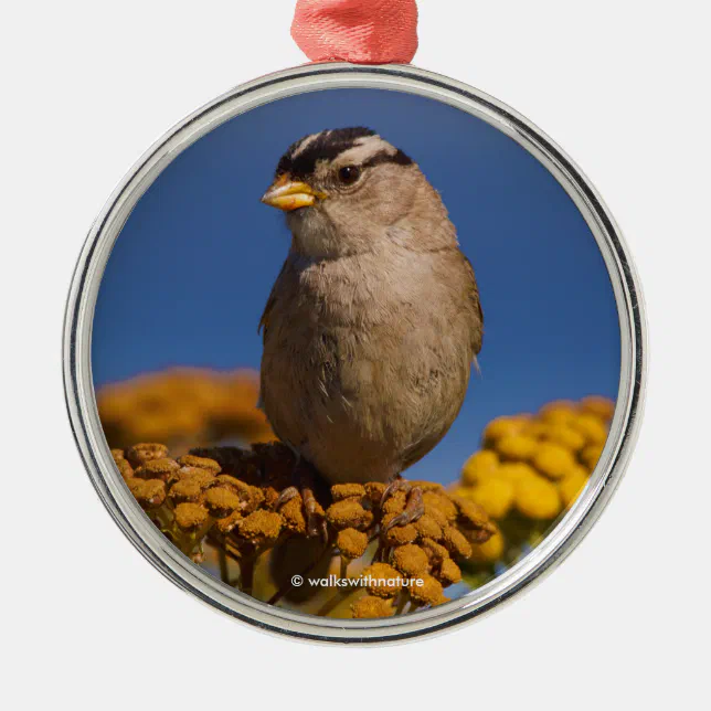 White-Crowned Sparrow Sitting on the Tansy Metal Ornament
