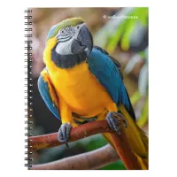 Beautiful Blue and Gold Macaw Notebook