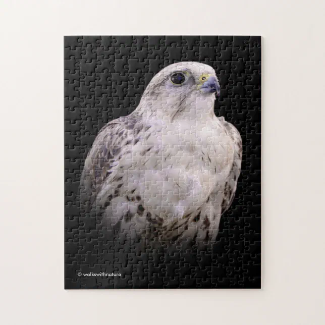 Vignetted Portrait of an Inquisitive Saker Falcon Jigsaw Puzzle