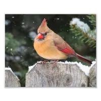 Northern Cardinal in the Snow Nature Photography Photo Print