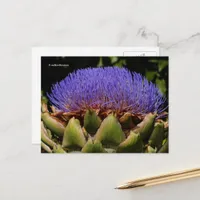 Flowering Globe Artichoke Postcard