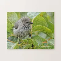 Cute Wet Young Bushtit Songbird on the Laurel Jigsaw Puzzle