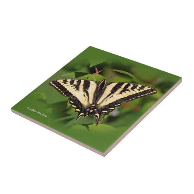 Beautiful Western Tiger Swallowtail Butterfly Tile