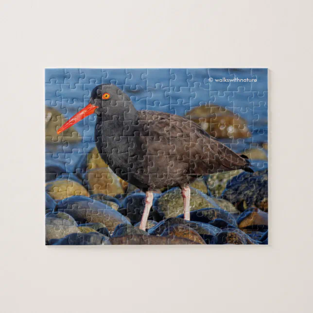 Profile of a Black Oystercatcher Jigsaw Puzzle