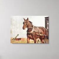 Amish Horse and Buggy in Kalona, Iowa Canvas Print