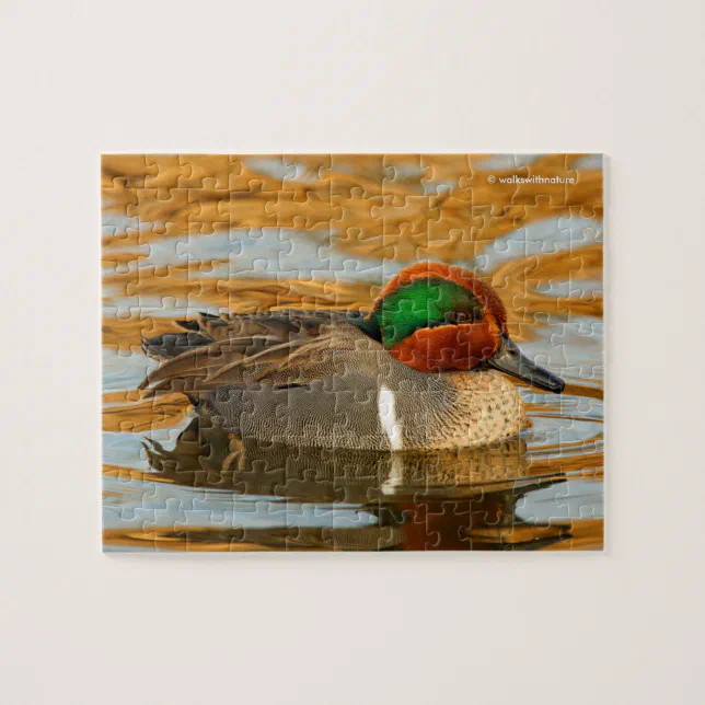 Handsome Green-Winged Teal Duck on Golden Pond Jigsaw Puzzle