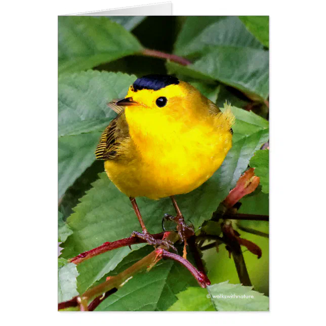 Beautiful Wilson's Warbler in the Cherry Tree