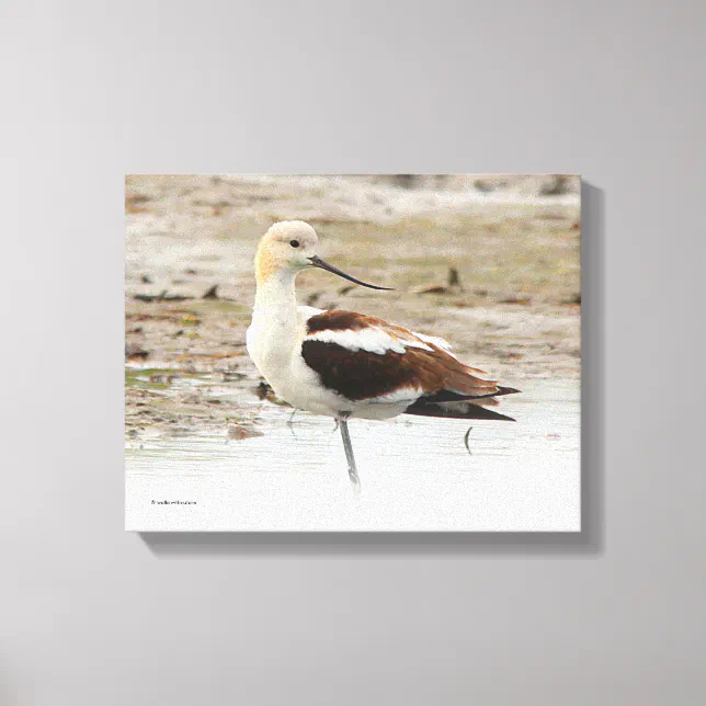 Stunning American Avocet Wading Bird at the Beach Canvas Print